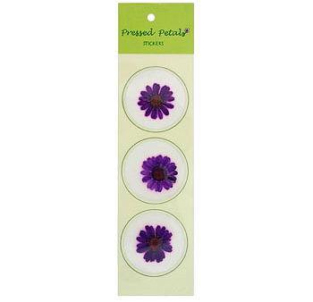Dried and Pressed Purple Daisy 30 count