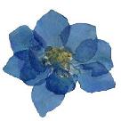 Dried and Pressed Blue Larkspur 30 count