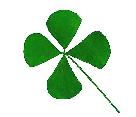 Dried and Pressed Four Leaf Clover Stickers
