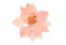 Light Pink Pressed Larkspur 30 Pack