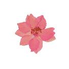 Pink Larkspur Flower Sticker 30 Count