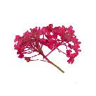 Pink Sprouts stickers 30 Pack