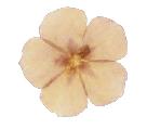 Dried and Pressed Orchid 30 Pack