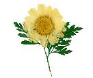Pressed Daisy Floral Sticker 30 Count
