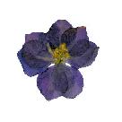 Pressed Purple Larkspur Wedding Stickers 30 Pack