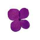 Pressed Purple Orchid Flowers 30 Count