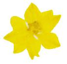 Pressed Yellow Larkspur Sticker 30 Count