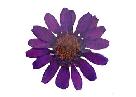Dried and Pressed Purple Daisy 30 count