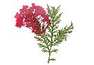 Red Flower Limb Stickers 30 Pack