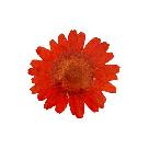 30 Pressed Mini Red Gerber Flower Stickers